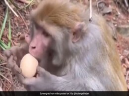बंदर ने महज़ 7 सेकंड में छील लिया उबला अंडा, देखकर दंग रह गए लोग, बोले- हमसे ज्यादा बुद्धिमान हैं... बंदर ने महज़ 7 सेकंड में छील लिया उबला अंडा, देखकर दंग रह गए लोग, बोले- हमसे ज्यादा बुद्धिमान हैं...