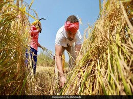 Pics: Rahul Gandhi Works In A Paddy Farm In Chhattisgarh Pics: Rahul Gandhi Works In A Paddy Farm In Chhattisgarh