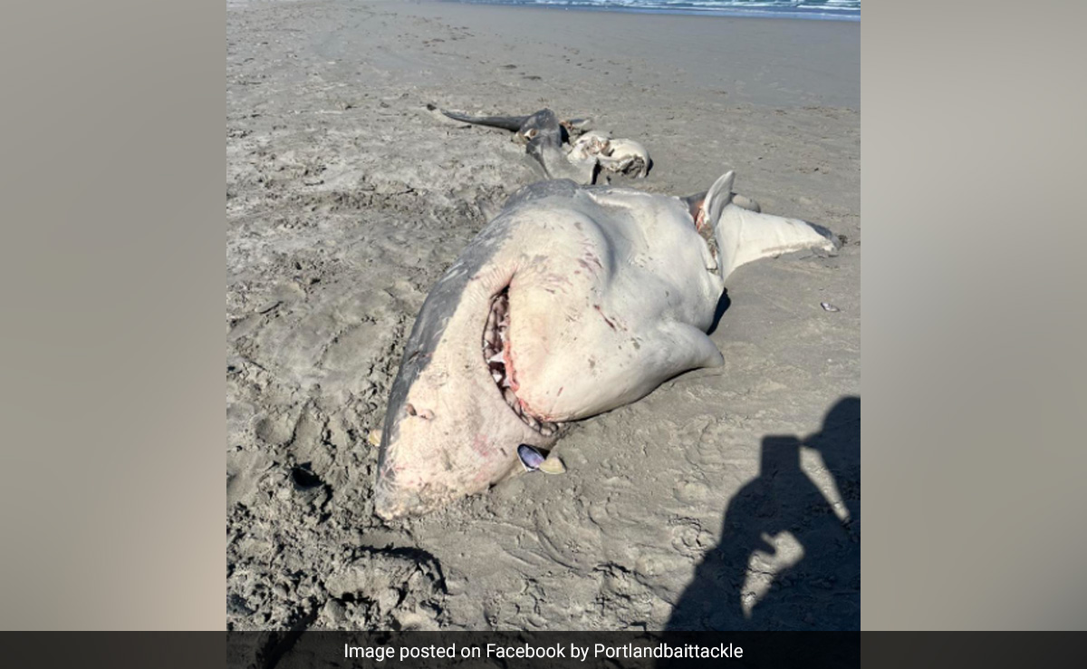 Half-Eaten Great White Shark Washes Up On Australian Beach, Killer Whale Attack Suspected