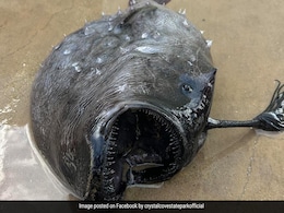 समुद्र किनारे मिली खौफनाक दुर्लभ मछली, नुकीले दांत गड़ाकर चूसती है खून, फिर निगल जाती है बड़ा से बड़ा शिकार समुद्र किनारे मिली खौफनाक दुर्लभ मछली, नुकीले दांत गड़ाकर चूसती है खून, फिर निगल जाती है बड़ा से बड़ा शिकार