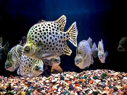 मछली खाने के शौकीन भूल से भी न खाए ये फिश, एक ही झटके में सुला सकती है मौत की नींद मछली खाने के शौकीन भूल से भी न खाए ये फिश, एक ही झटके में सुला सकती है मौत की नींद