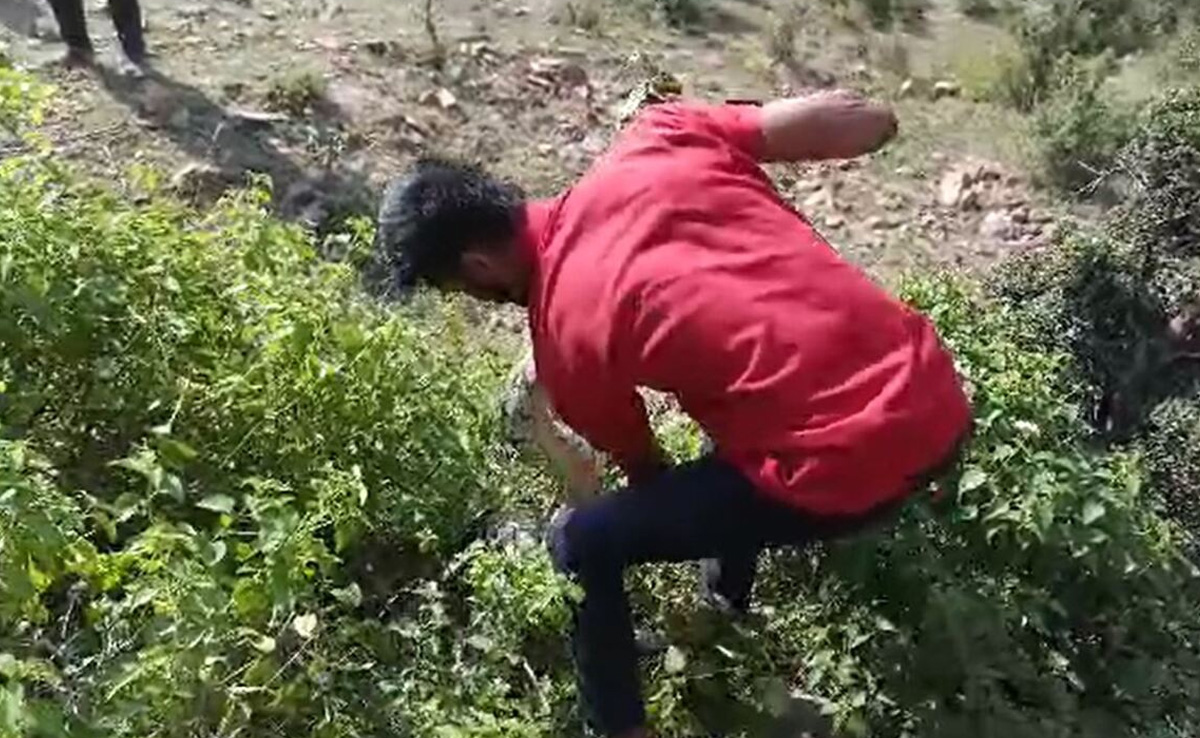 Shivpuri:  खेत में 12 फीट का अजगर मिलने से मचा हड़कंप, वन विभाग की टीम ने किया रेस्क्यू