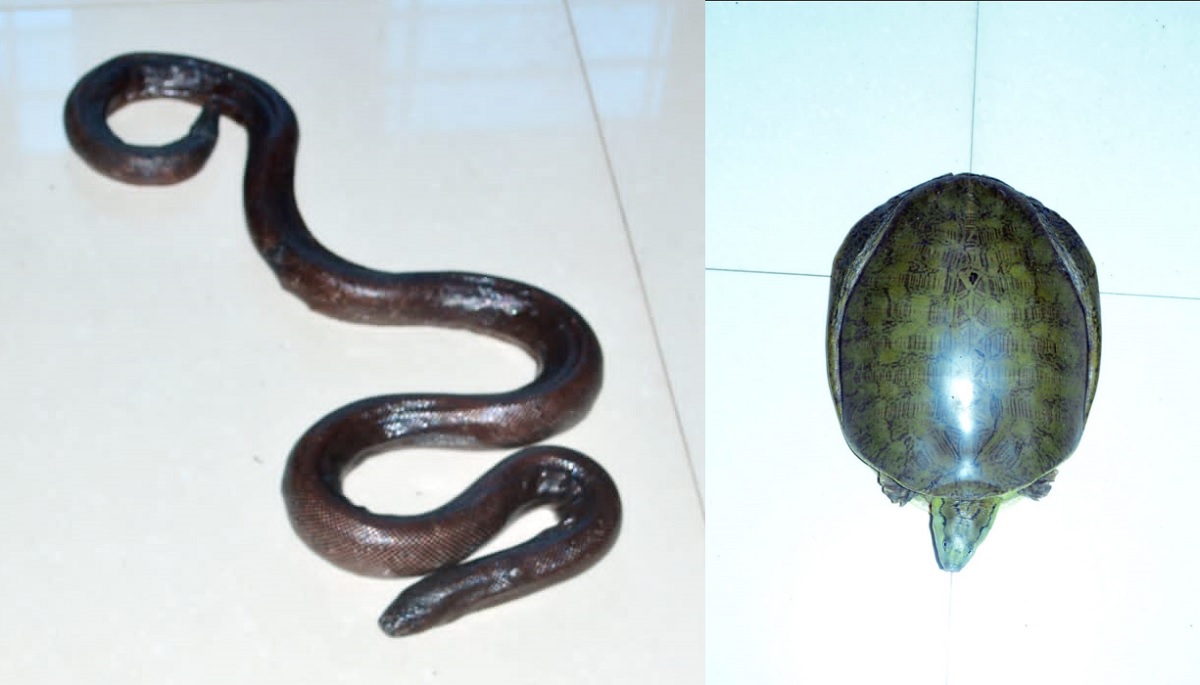 Chhindwara News : दुर्लभ प्रजाति के कछुए और सांप की हो रही थी तस्करी, 3 गिरफ्तार