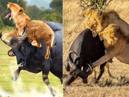 भैंस पर हमला कर बुरे फंसे शेर, मैदान छोड़ दुम दबाकर भागा जंगल का राजा भैंस पर हमला कर बुरे फंसे शेर, मैदान छोड़ दुम दबाकर भागा जंगल का राजा