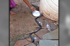 Kota News: 'सांप बन मेरे बेटे ने लिया पुनर्जन्म' मां की ममता या अंधविश्वास? Kota News: 'सांप बन मेरे बेटे ने लिया पुनर्जन्म' मां की ममता या अंधविश्वास?