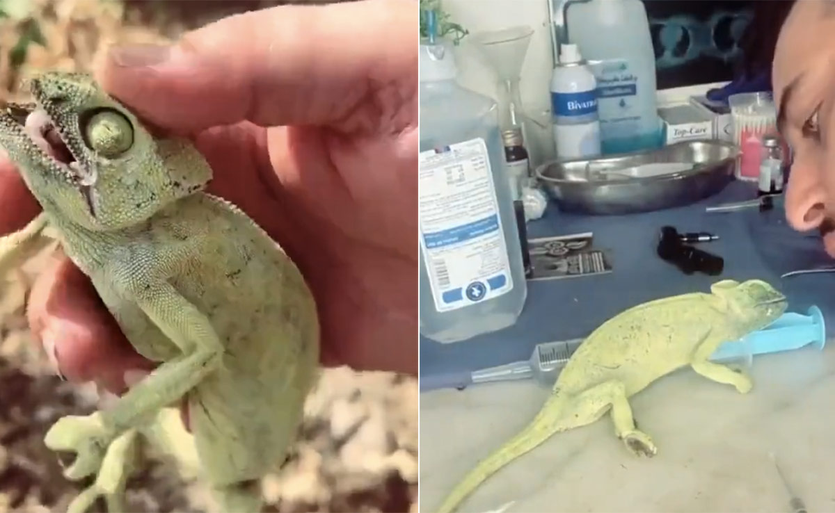 मर चुका था गिरगिट, मगर शख्स ने CPR देकर नई ज़िंदगी दी, वीडियो देख लोगों ने कहा- इंसानीयत ज़िंदा है!