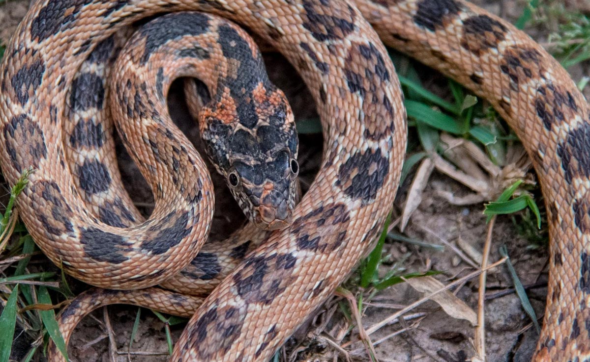 उदयपुर में दिखा ब्लैक हेडेड रॉयल स्नेक, बेहद फ्रेंडली होते हैं ये दुर्लभ सांप