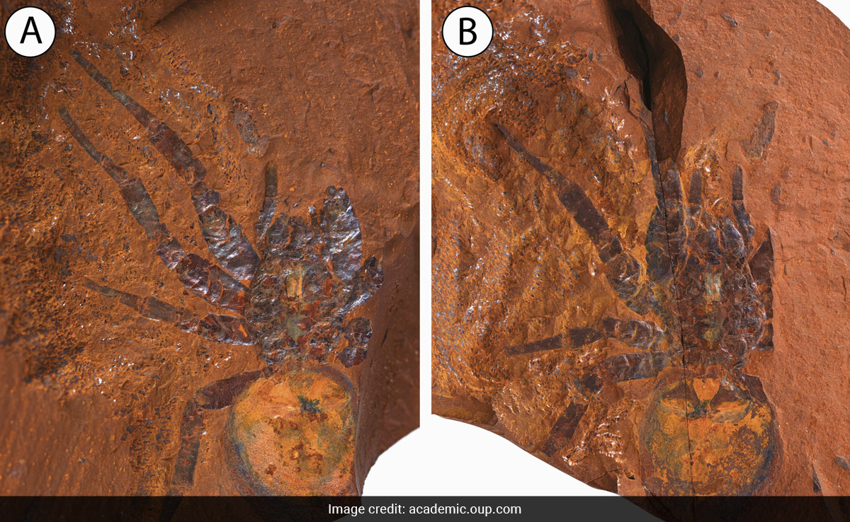 Fossil Of Giant Prehistoric Spider Found In Australia