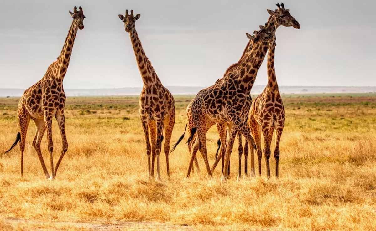 Woman Found Carrying Giraffe Poop At US Airport, Wanted To Make Its Necklace