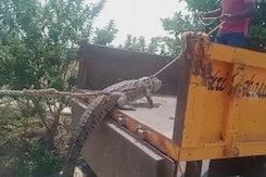 Karnataka Farmers Take Crocodile To Electricity Office To Protest Power Outage Karnataka Farmers Take Crocodile To Electricity Office To Protest Power Outage