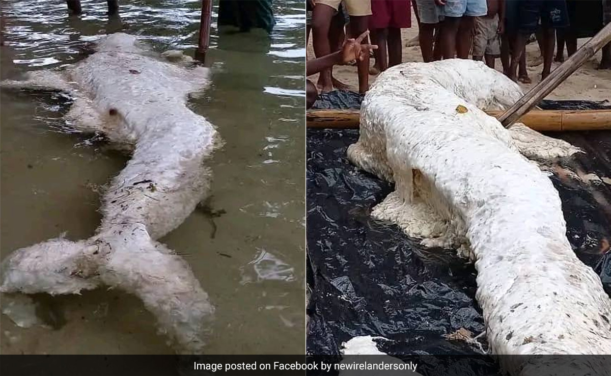 Globster-Like 'Mermaid' Washes Ashore In Papua New Guinea, Puzzling Experts