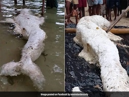 समंदर के तट पर मिली ‘जलपरी’ को देख लोगों के उड़े होश, वैज्ञानिकों ने किया चौंकाने वाला खुलासा समंदर के तट पर मिली ‘जलपरी’ को देख लोगों के उड़े होश, वैज्ञानिकों ने किया चौंकाने वाला खुलासा