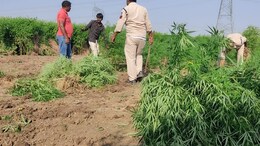 खुलेआम खेत में उगा रहा था गांजा, पुलिस ने की छापेमारी... मौके से मिले 1840 नग हरे पेड़