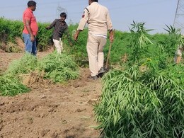 खुलेआम खेत में उगा रहा था गांजा, पुलिस ने की छापेमारी... मौके से मिले 1840 नग हरे पेड़