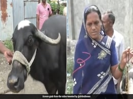 Buffalo Swallows Gold 'Mangalsutra' Worth Rs 1.5 Lakh, How It Was Retrieved Buffalo Swallows Gold 'Mangalsutra' Worth Rs 1.5 Lakh, How It Was Retrieved