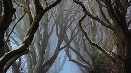 Dark Hedges Trees Made Famous In 'Game Of Thrones' To Be Axed: Report