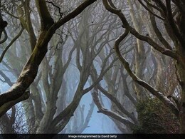 Dark Hedges Trees Made Famous In 'Game Of Thrones' To Be Axed: Report