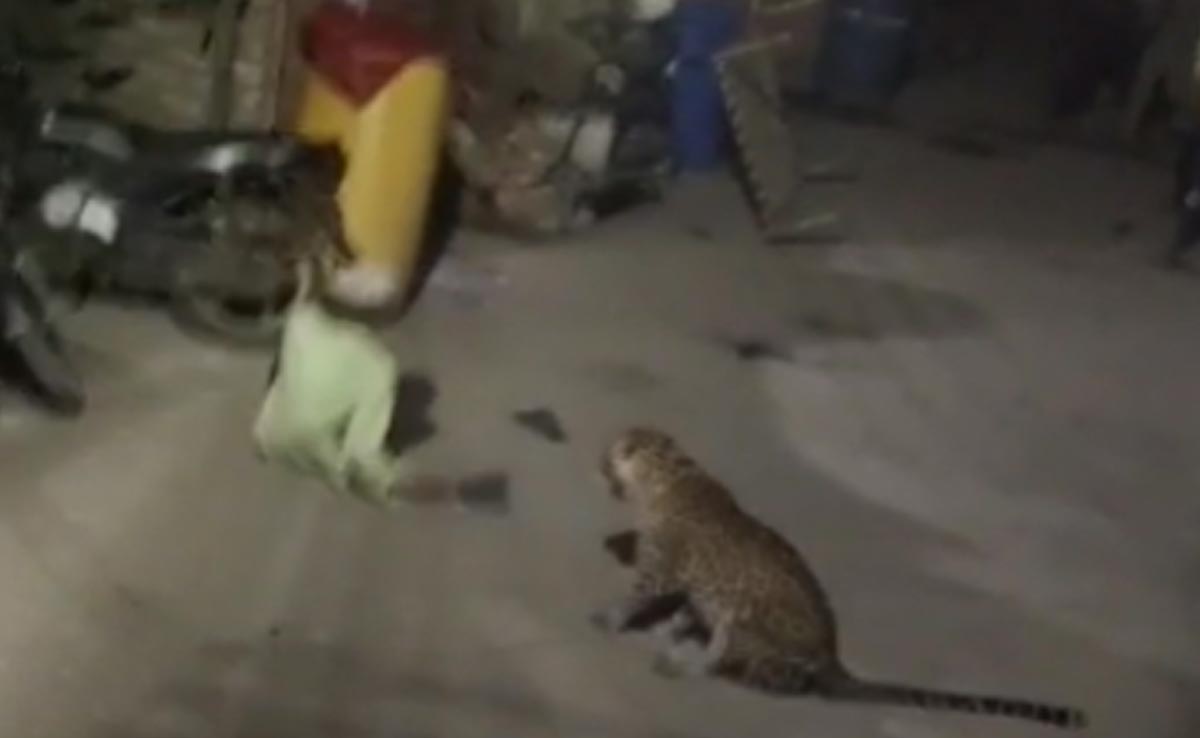 Leopard Spotted In Maharashtra Town, Residents In Panic