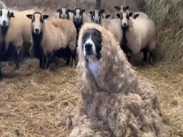 'भेड़ की खाल' पहन भेड़ों की जासूसी करने पहुंचा कुत्ता, जानवरों ने पहचान लिया, डॉग की हालत देखने लायक थी 'भेड़ की खाल' पहन भेड़ों की जासूसी करने पहुंचा कुत्ता, जानवरों ने पहचान लिया, डॉग की हालत देखने लायक थी