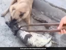 कुत्ते ने किया मगरमच्छ पर अटैक, मुंह से दबोचा जबड़ा, छटपटाता रहा जानवर और फिर जो हुआ... कुत्ते ने किया मगरमच्छ पर अटैक, मुंह से दबोचा जबड़ा, छटपटाता रहा जानवर और फिर जो हुआ...