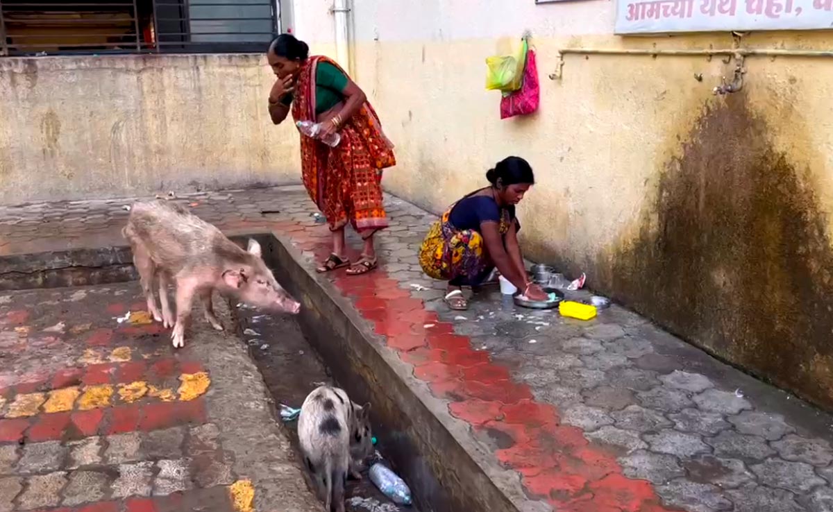 On Camera, Pigs, Filth In Maharashtra Hospital Where 31 Died In 48 Hours