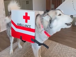 मुसीबत कभी भी, कही भी हो तुरंत आ जाएगा ये डॉग एंबुलेंस, वीडियो देख यूज़र्स बोल- बहुत ही क्यूट एंबुलेंस है मुसीबत कभी भी, कही भी हो तुरंत आ जाएगा ये डॉग एंबुलेंस, वीडियो देख यूज़र्स बोल- बहुत ही क्यूट एंबुलेंस है