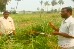 कर्नाटक में कांग्रेस की मुफ्त बिजली के वादों की निकली हवा, परेशानी में किसान कर्नाटक में कांग्रेस की मुफ्त बिजली के वादों की निकली हवा, परेशानी में किसान