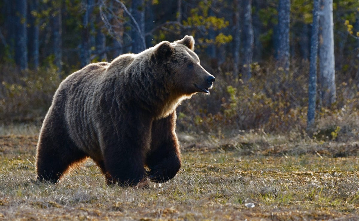 Grizzly Bear Attack On School Children And Teachers In Canada Injures 11
