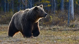 Grizzly Bear Attack On School Children And Teachers In Canada Injures 11