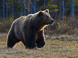 Grizzly Bear Attack On School Children And Teachers In Canada Injures 11