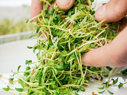 मेथी के दानों को इन 4 तरीकों से डाइट में कर लिया शामिल, तो दोगुनी रफ्तार से घटेगा वजन, पेट भी होगा अंदर  मेथी के दानों को इन 4 तरीकों से डाइट में कर लिया शामिल, तो दोगुनी रफ्तार से घटेगा वजन, पेट भी होगा अंदर