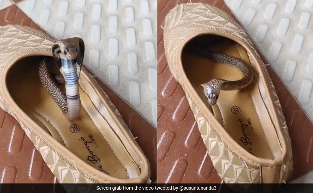 Forest Officer Shares Video Of Baby Cobra Hiding Inside A Shoe, Asks People To Be Careful