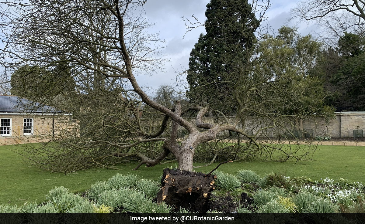 Cambridge University Artist Creates Unique Ink From Clone Of Isaac Newton's Apple Tree