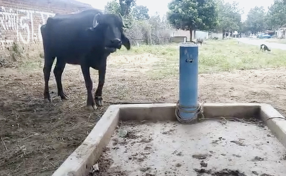 Jal Jeevan Mission in Chhattisgarh: नल लगने के बाद कभी नहीं आया पानी, मवेशियों के खूंटे में तब्दील हुआ नल कनेक्शन