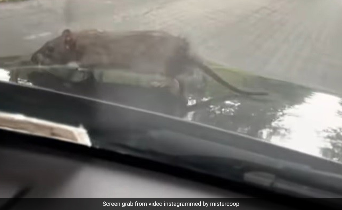 Rat Catches Ride To New York On Hood Of Car: "Don't Eat My Wires"
