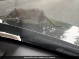 Rat Catches Ride To New York On Hood Of Car: "Don't Eat My Wires" Rat Catches Ride To New York On Hood Of Car: "Don't Eat My Wires"