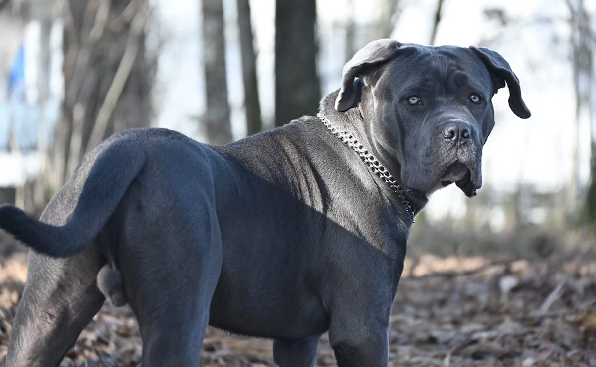 10-Month-Old Baby In UK Seriously Injured After Being Attacked By Family Dog