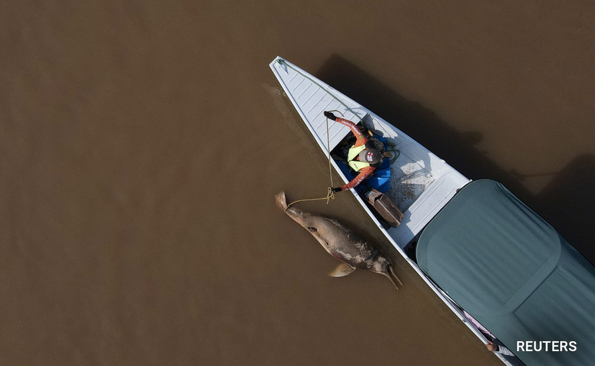 Mass Death Of Amazon River Dolphins Linked To Severe Drought, Heat