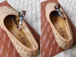 महिला की जूती में घुस गया था ख़तरनाक नाग, थोड़ी सी लापरवाही में ऐसा हुआ जो दंग कर देगा महिला की जूती में घुस गया था ख़तरनाक नाग, थोड़ी सी लापरवाही में ऐसा हुआ जो दंग कर देगा