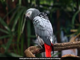 Parrot's Vocal Skills Lead To Heartwarming Reunion With The Owner In France Parrot's Vocal Skills Lead To Heartwarming Reunion With The Owner In France