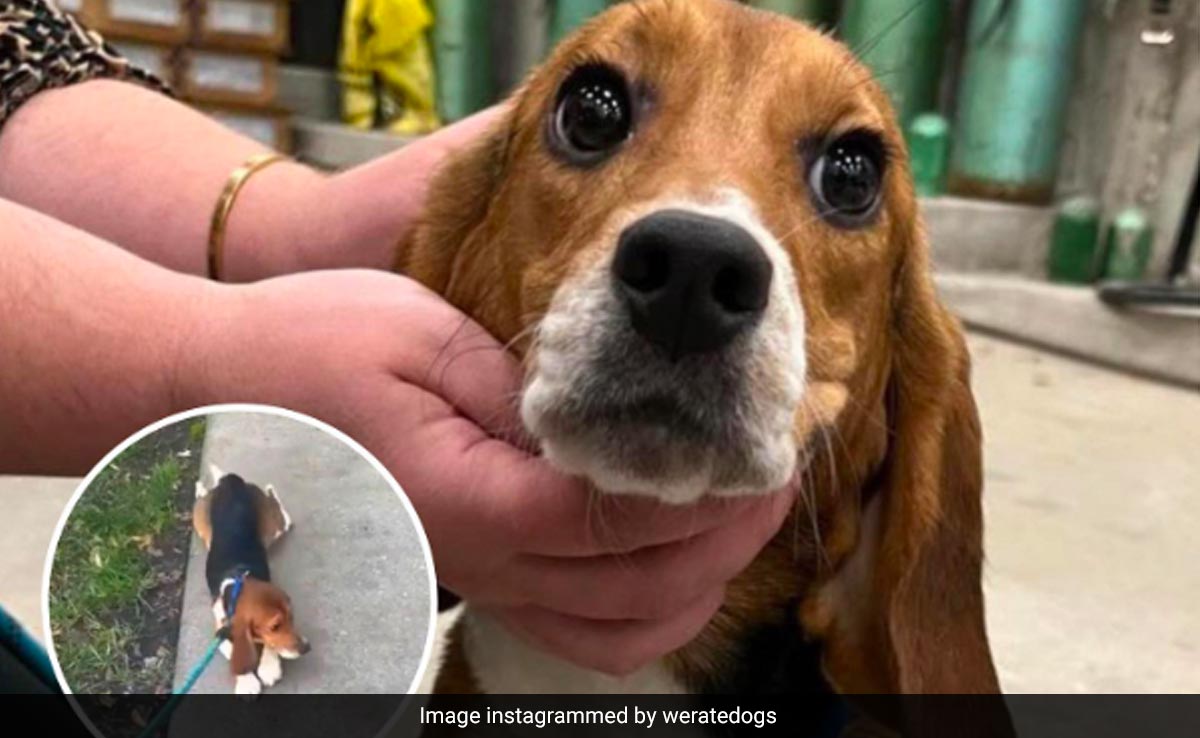 Viral Video: Rescued Lab Dog Takes First Precious Steps To Freedom