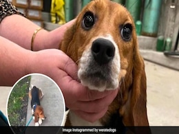 Viral Video: Rescued Lab Dog Takes First Precious Steps To Freedom Viral Video: Rescued Lab Dog Takes First Precious Steps To Freedom