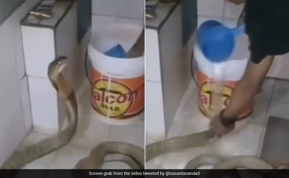 Video Of A Man Fearlessly Bathing A King Cobra Is Giving Internet The Creeps