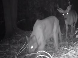 अंधेरी रात में हिरण और बाघ को एस साथ जंगल में टहलते देख लोगों ने कहा- ये क्या मज़ाक चल रहा है? अंधेरी रात में हिरण और बाघ को एस साथ जंगल में टहलते देख लोगों ने कहा- ये क्या मज़ाक चल रहा है?