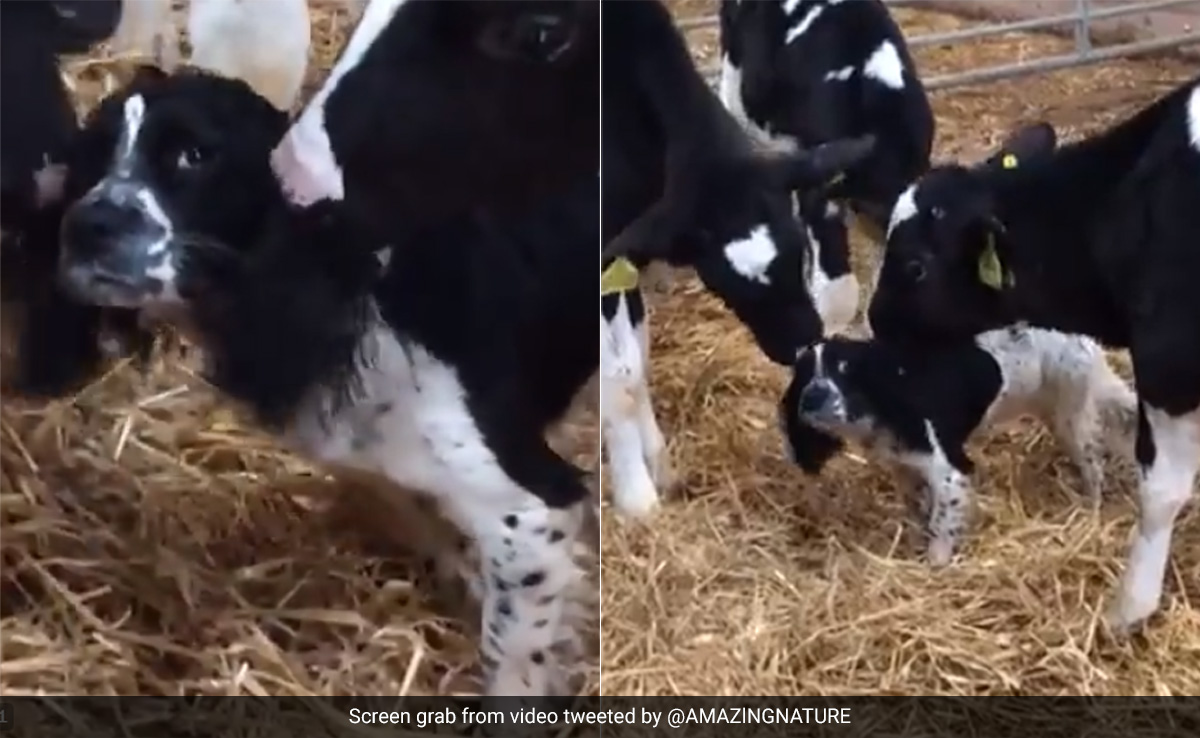 कुत्ते का रंग देख कन्फ्यूज़ हो गई गाय, बछड़ा समझकर लगी चाटने, बेचारे डॉगी का रिएक्शन देखते रहे जाएंगे आप