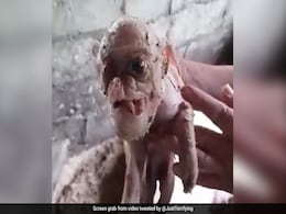 इस रहस्यमय जीव को देखकर हैरत में है दुनिया, लोगों ने पूछा आखिर ये है क्या इस रहस्यमय जीव को देखकर हैरत में है दुनिया, लोगों ने पूछा आखिर ये है क्या