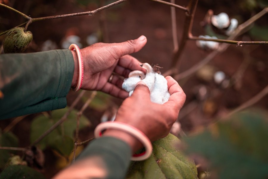 World Cotton Day : दुनिया का सबसे बड़ा कपास उत्पादक देश है भारत, जानिए इस बार की थीम?