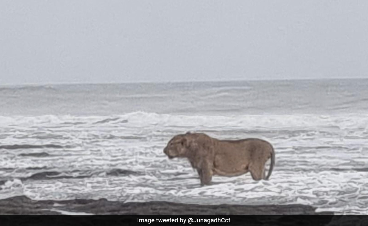 Lion Seen Standing On Arabian Sea Coast In Gujarat, Internet In Awe