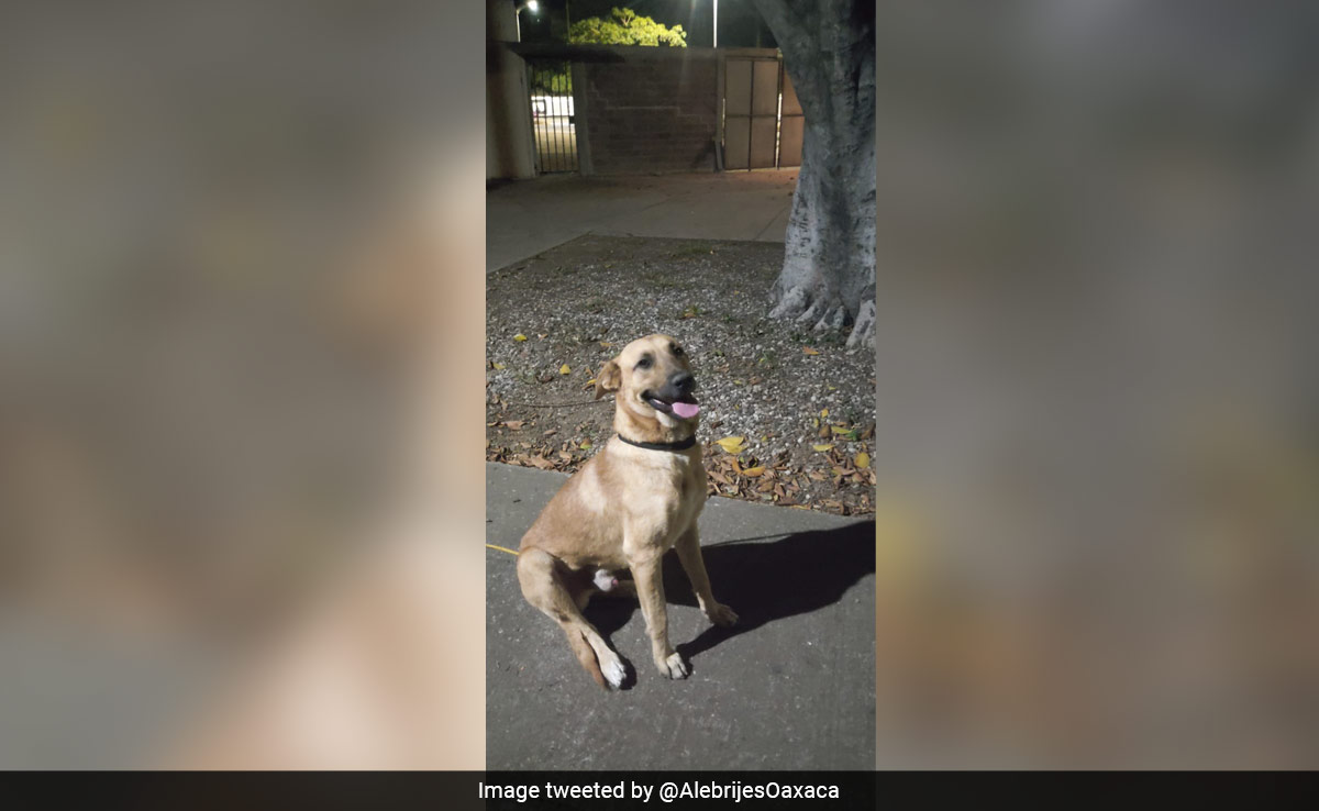 Dog Invaded Pitch During Football Match, Here's What Mexican Team Did Next