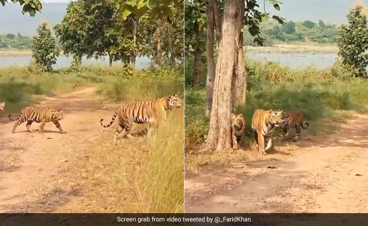 पन्ना टाइगर रिजर्व में बाघ का परिवार देख हैरान रह गए पर्यटक, कभी नहीं देखा होगा 'टाइगर फैमिली' का ऐसा दुर्लभ नज़ारा